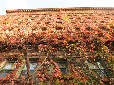 Bukan Sulap, Dinding Hotel Ini Berganti Warna Saat Musim Gugur